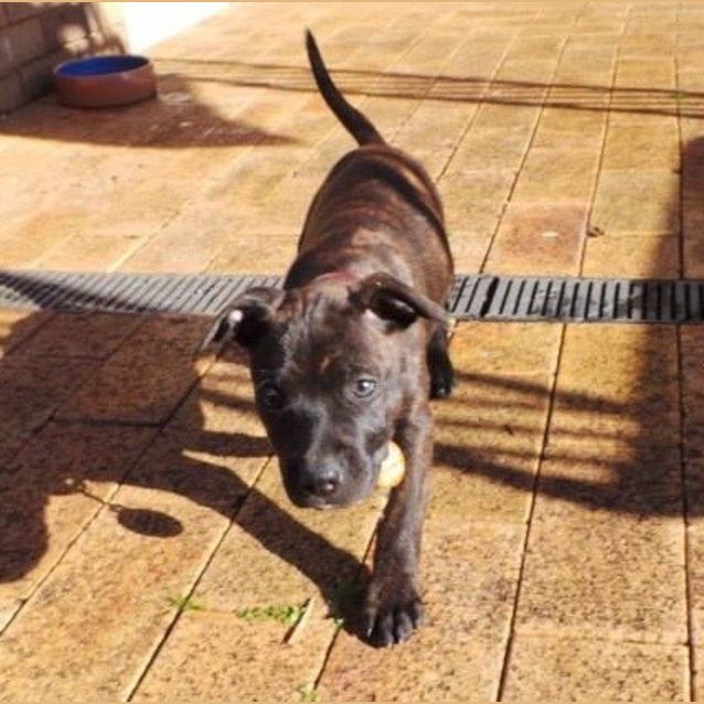 Photo of Shiloh: 9 Week Old Female