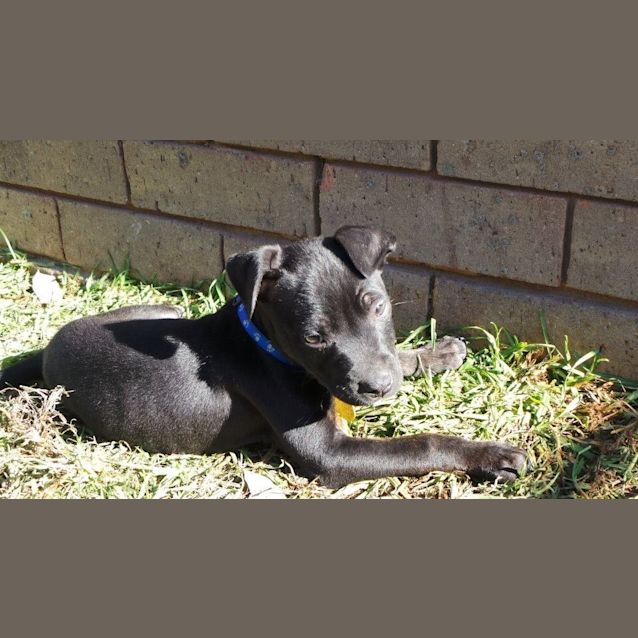 Photo of Jet: 9  Week Old Pup