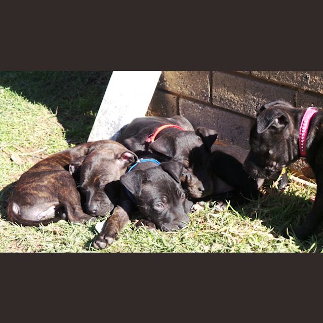 Photo of Jet: 9  Week Old Pup