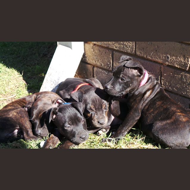 Photo of Jet: 9  Week Old Pup