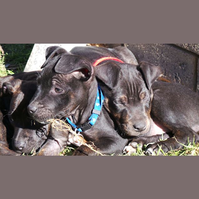 Photo of Jet: 9  Week Old Pup