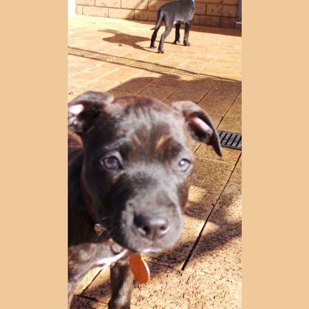 Photo of Shiloh: 9 Week Old Female