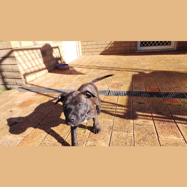 Photo of Shiloh: 9 Week Old Female