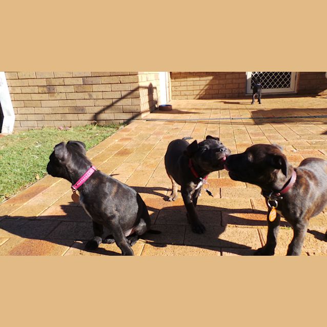 Photo of Shiloh: 9 Week Old Female