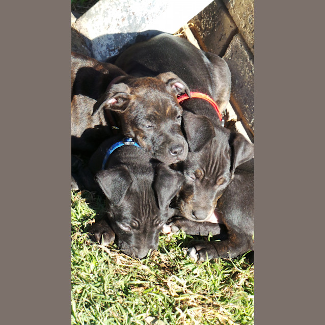 Photo of Shiloh: 9 Week Old Female