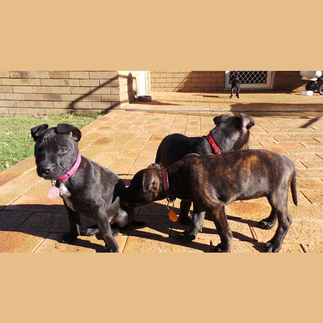 Photo of Shiloh: 9 Week Old Female