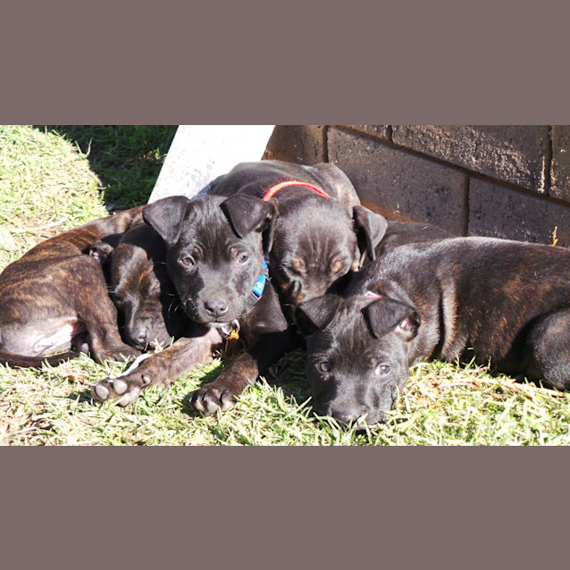 Photo of Shiloh: 9 Week Old Female