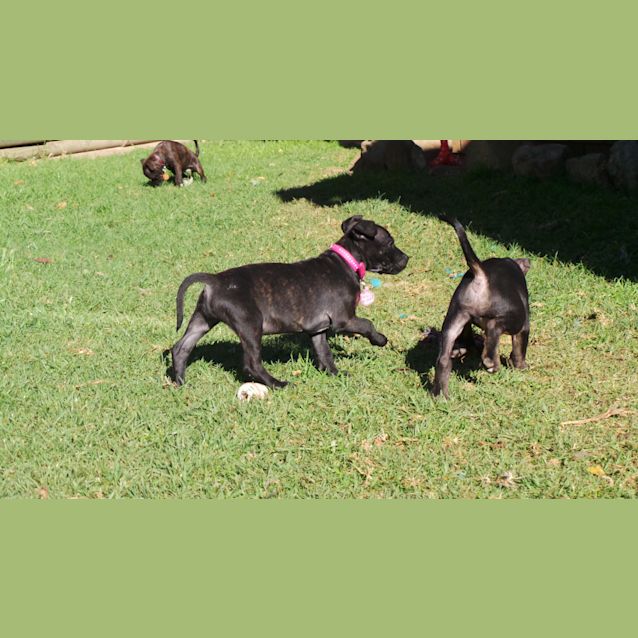 Photo of Jedda: 9 Week Old Pup