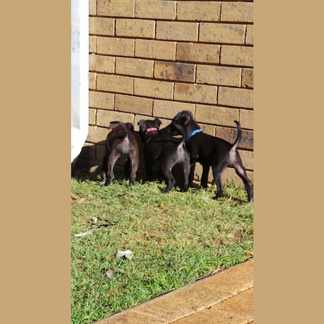 Photo of Jedda: 9 Week Old Pup