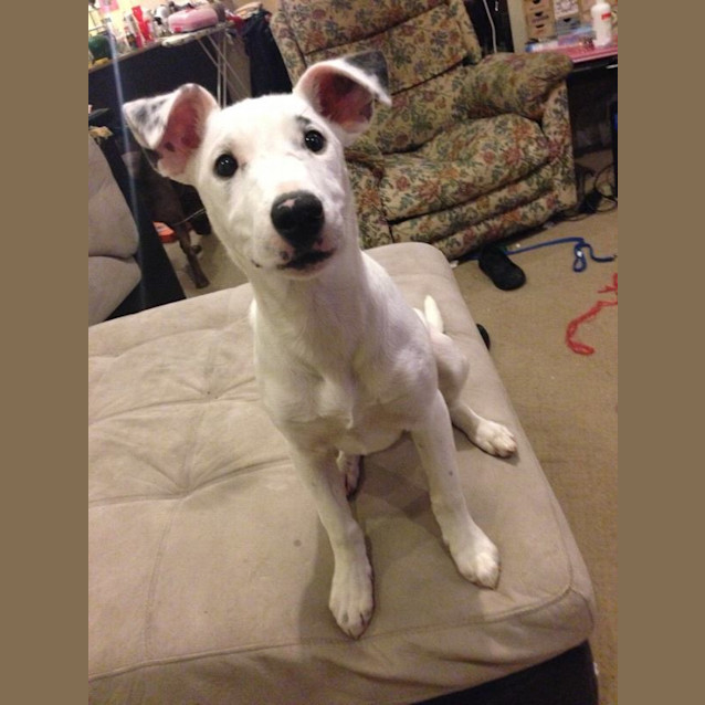 Photo of Meet Moore Dog Cat People Friendly Pup
