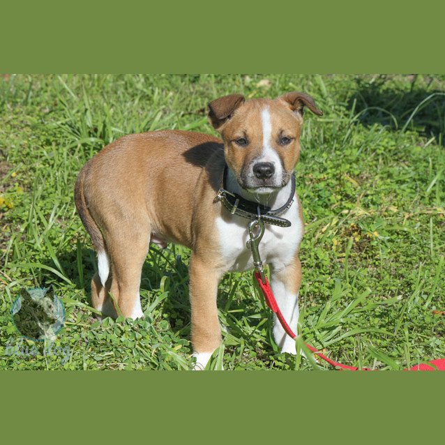 Photo of Rory (D706)