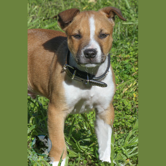 Photo of Rory (D706)