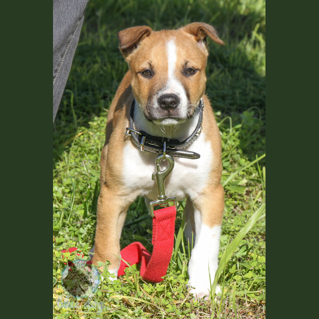 Photo of Rory (D706)