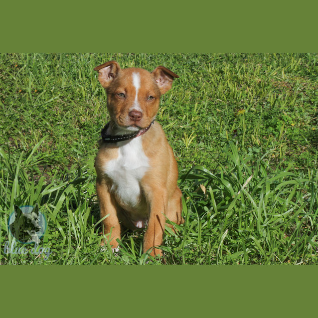 Photo of Roxy (D705)