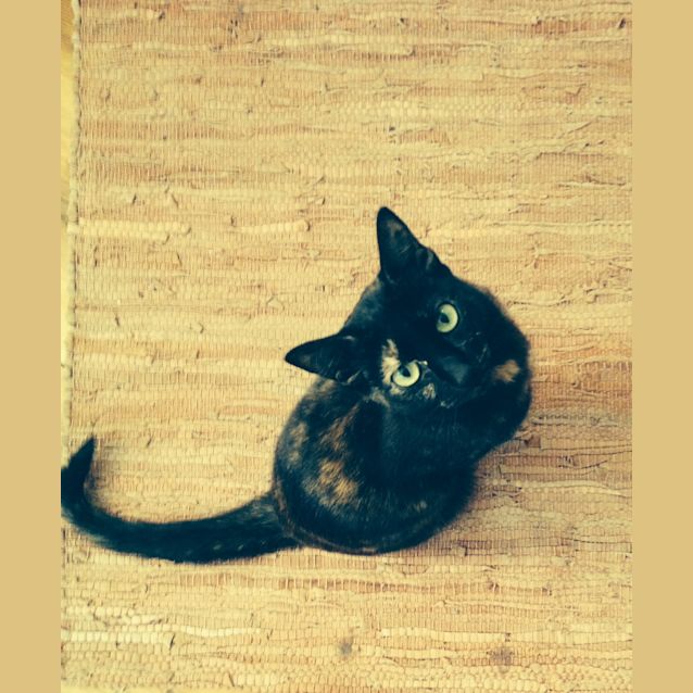 Photo of Millie 