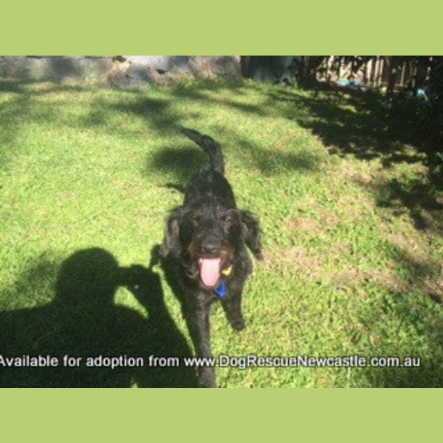 Photo of Alfie, Poodle X Foxy (On Trial 8/7/14)
