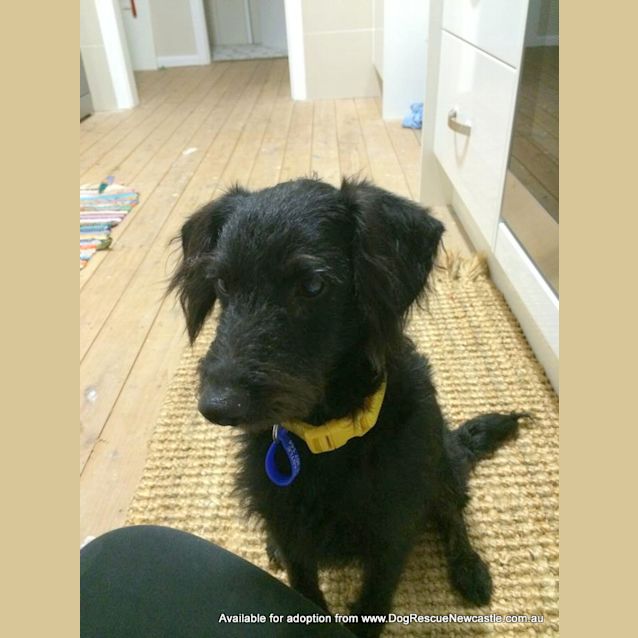 Photo of Alfie, Poodle X Foxy (On Trial 8/7/14)