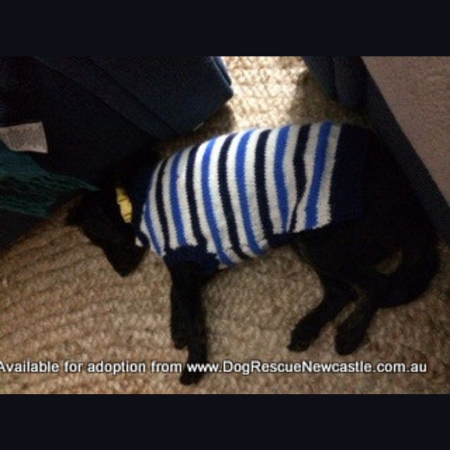 Photo of Alfie, Poodle X Foxy (On Trial 8/7/14)