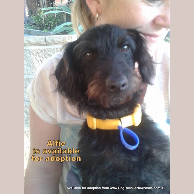 Photo of Alfie, Poodle X Foxy (On Trial 8/7/14)
