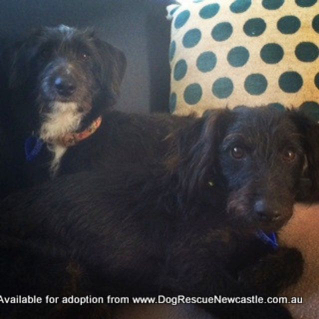 Photo of Alfie, Poodle X Foxy (On Trial 8/7/14)