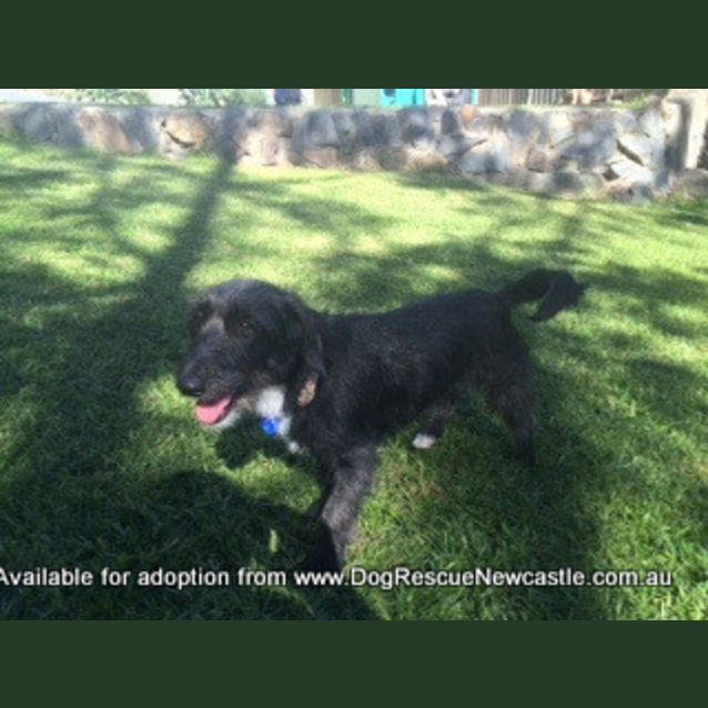 Photo of Molly, Poodle X Foxy (On Trial 13/7/14)