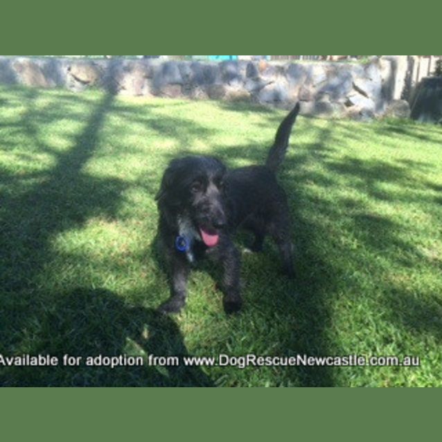 Photo of Molly, Poodle X Foxy (On Trial 13/7/14)