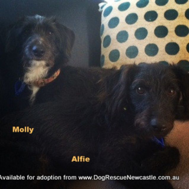 Photo of Molly, Poodle X Foxy (On Trial 13/7/14)