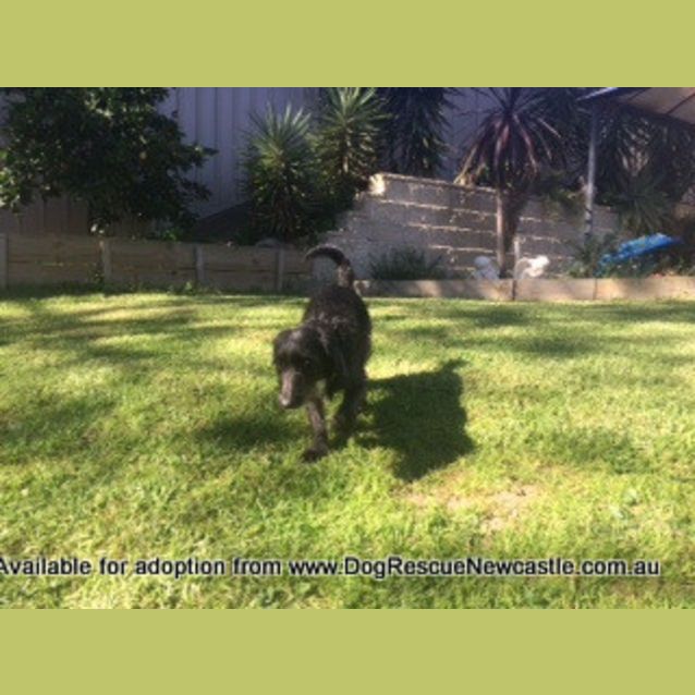 Photo of Molly, Poodle X Foxy (On Trial 13/7/14)