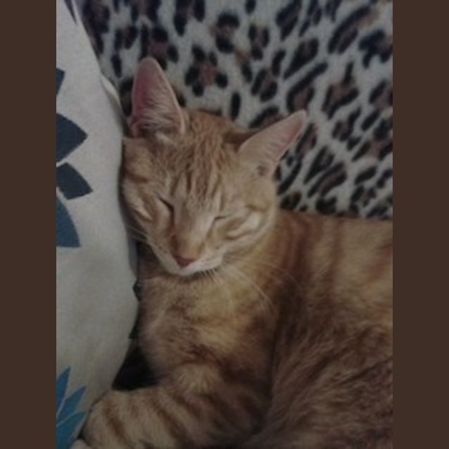 Photo of James (Be C19295) **Adopted**