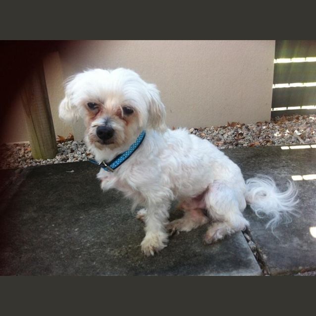 Photo of Scooby