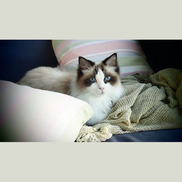 Photo of Lacey