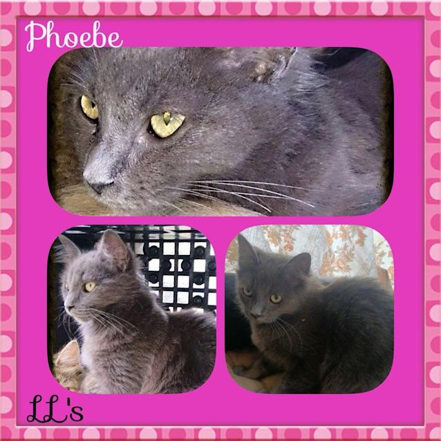 Photo of Phoebe