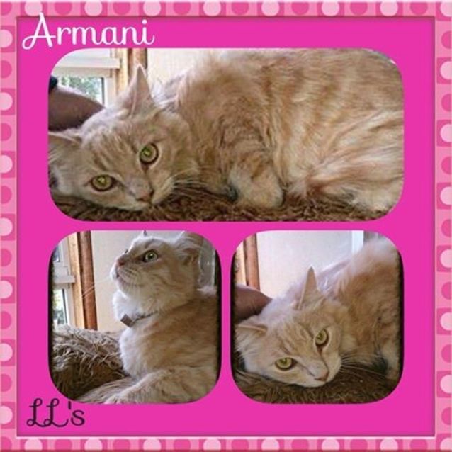 Photo of Armani 