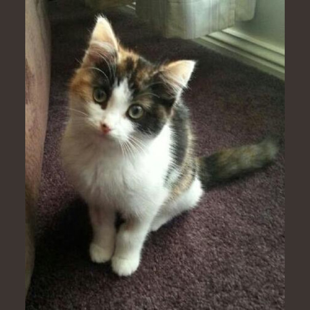 Photo of Willow