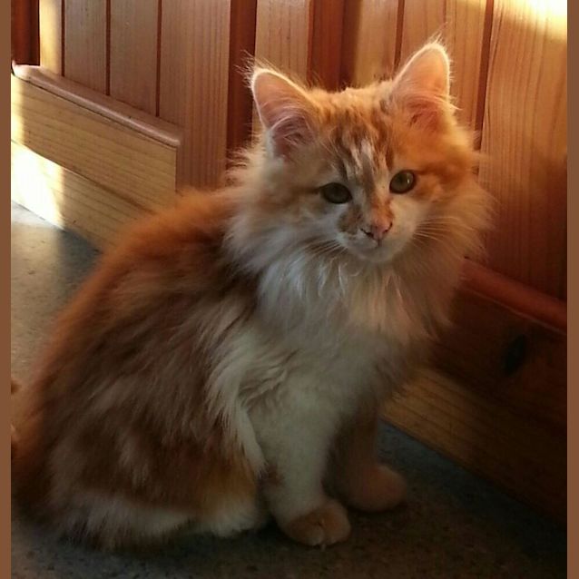 Photo of Tango