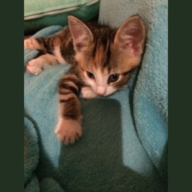 Photo of Phoebe   Bec19390