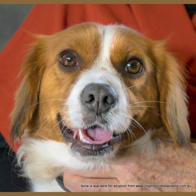 Photo of Bella (On Trial 22/7/14) ~ Cavalier X Corgi ~