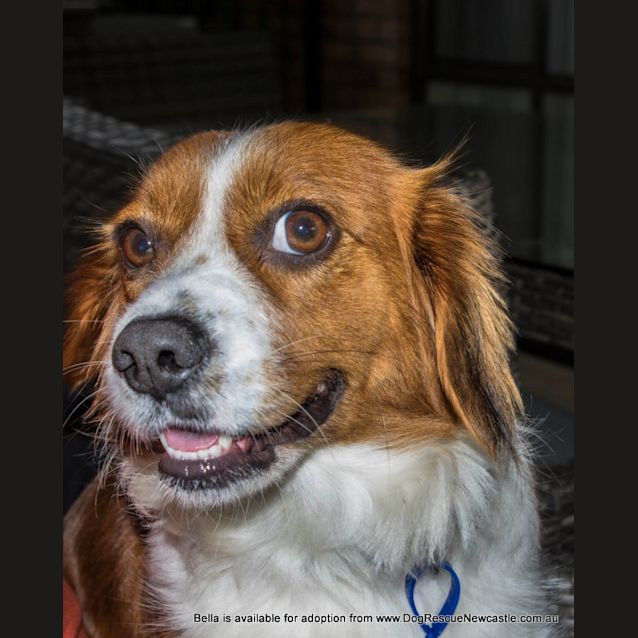 Photo of Bella (On Trial 22/7/14) ~ Cavalier X Corgi ~
