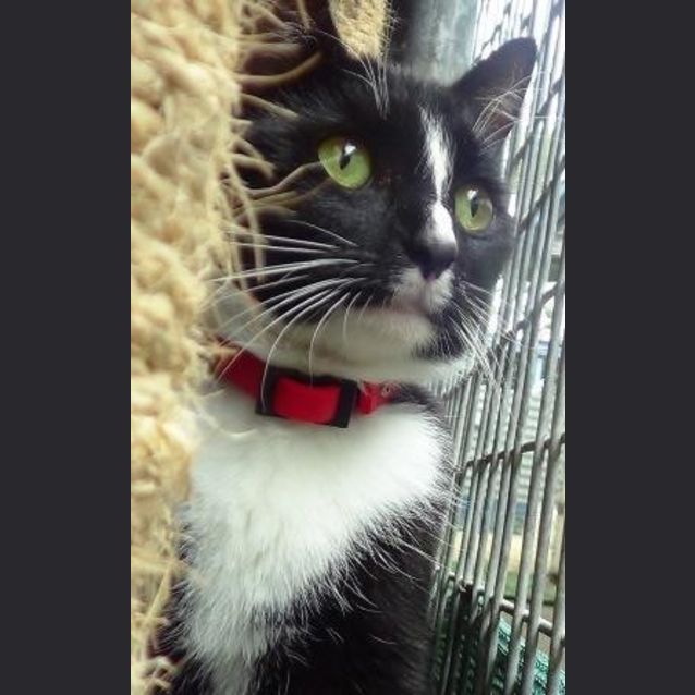 Photo of Stella