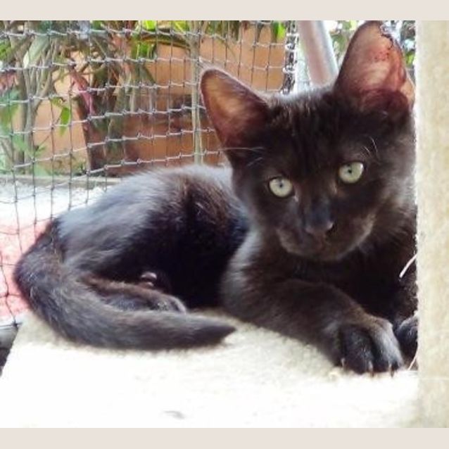Photo of Midge