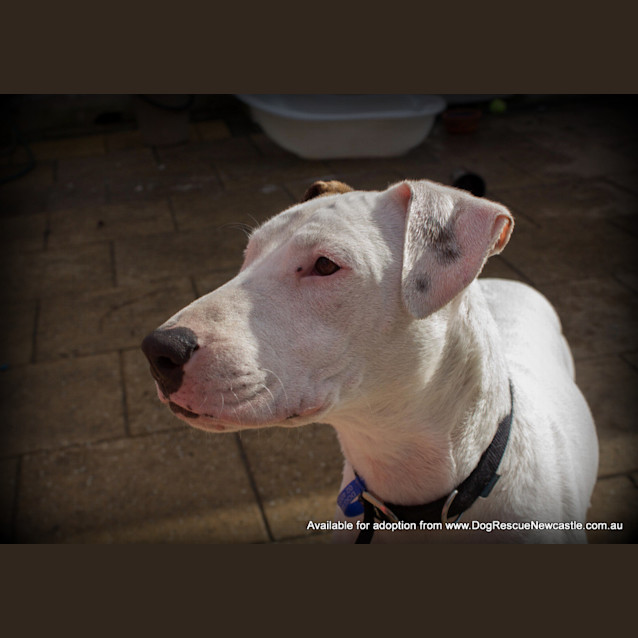 Photo of Shiloh (On Trial 30/8/14)