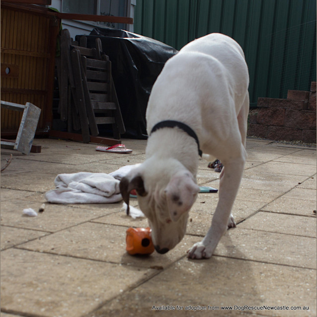 Photo of Shiloh (On Trial 30/8/14)