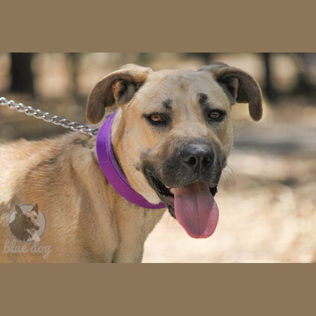Photo of Bullet (Desexed & Ready)