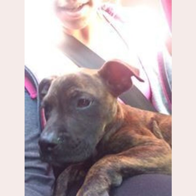 Photo of Bosco