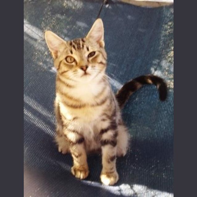 Photo of Bo