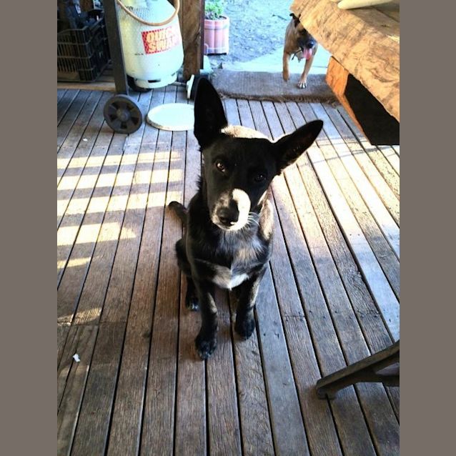 Photo of Lucky