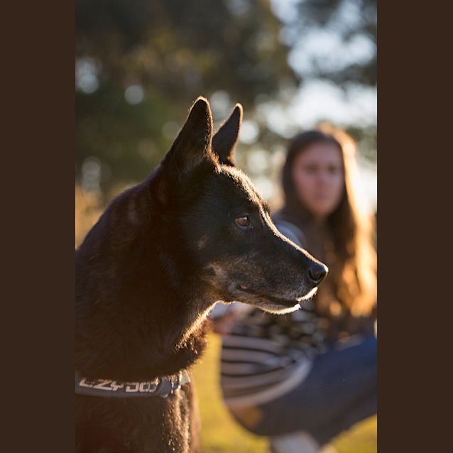 Photo of Ellie (On Trial 1/9/14)