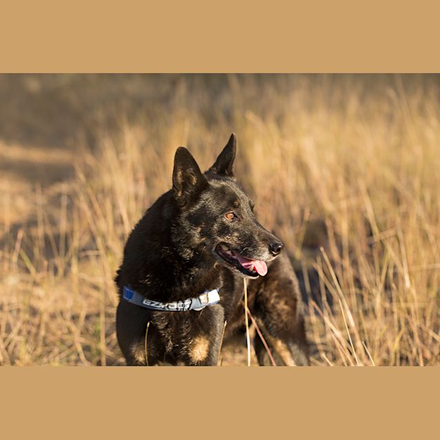 Photo of Ellie (On Trial 1/9/14)