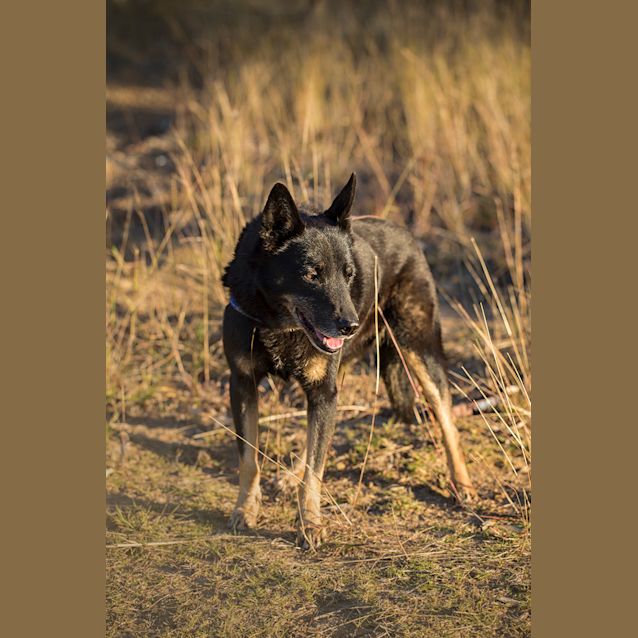 Photo of Ellie (On Trial 1/9/14)