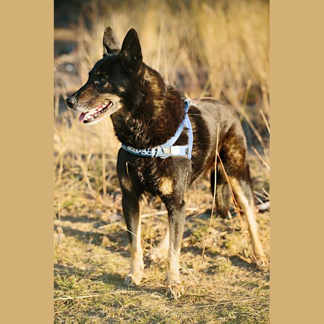 Photo of Ellie (On Trial 1/9/14)